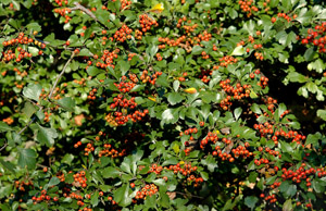 Littlehip Hawthorn berries